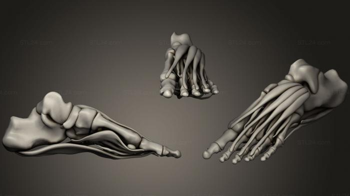Анатомия скелеты и черепа (Мышцы стопы, ANTM_0549) 3D модель для ЧПУ станка